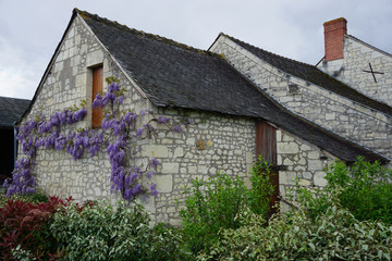 Fototapeta na wymiar purple wisteria growing alongside the old stone wall of a country house in the Loir valley, France