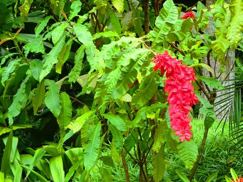 red flowers in the garden