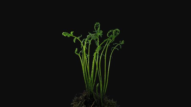 Phototropism effect in unrolling young fern fronds 6a1 in PNG+ format with ALPHA transparency channel isolated on black background. Displays the move of plant leaves to the direction of light source