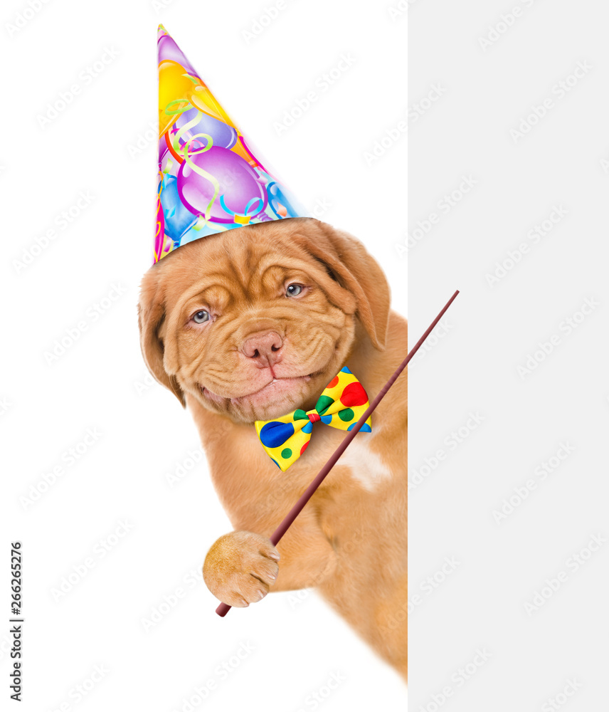 Poster smiling puppy in birthday hat with tie bow holding pointing stick above white banner. isolated on wh