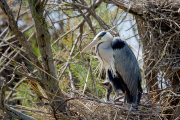 Maman Héron et son oisillon