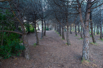 Fototapeta premium Forest in the village of Lloret de Mar, Costa brava