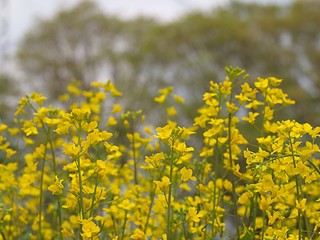 ノラボウナの花