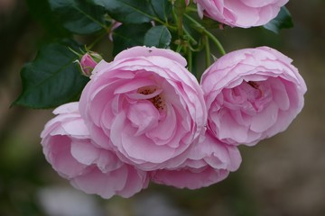 《ブルーメッセ秋田》秋田県潟上市