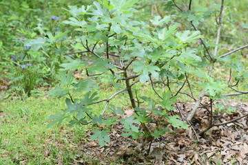 Fig tree in April zone 8b