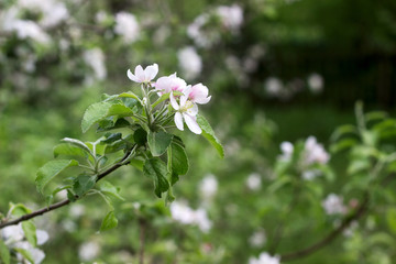 Branches of a blooming apple tree in an apple orchard. Moldova, spring 2019.