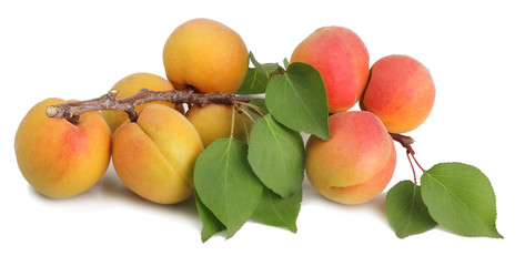 A branch with apricots isolated on white