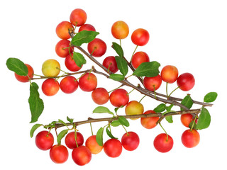 Plums isolated on white, top view