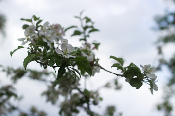 Branches of a blooming apple tree in an apple orchard. Moldova, spring 2019.