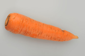 Large carrot on an isolated gray background