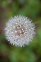 Fototapeta premium graines de pissenlit