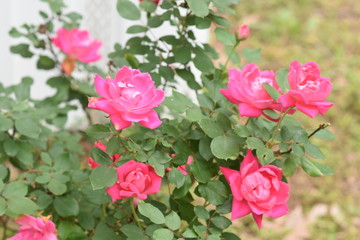 Red Roses Blooming in April Zone 8b