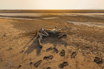 A dead dromedary along the caravan way at sunrise in the Danakil Depression in Ethiopia in Africa.