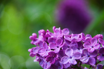 lilas violet © yvielavie