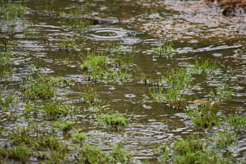 Water Puddles Grass During Rain