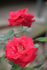 Red Roses Blooming in April Zone 8b