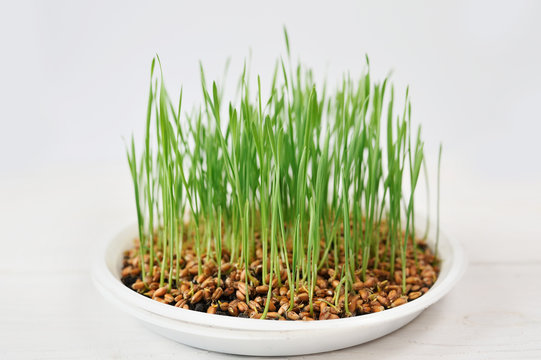 Vitgrass Images – Browse 58 Stock Photos, Vectors, and Video | Adobe Stock
