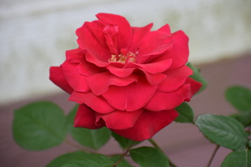 Red Roses Blooming in April Zone 8b