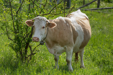 cow on green grass  in Romania