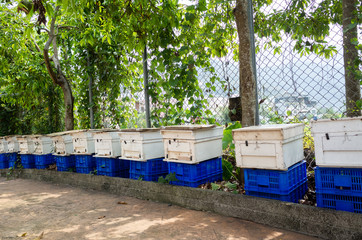 flying busy bees with white box