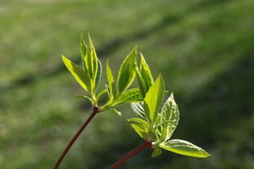 green,fresh leaves and buds of tree at spring