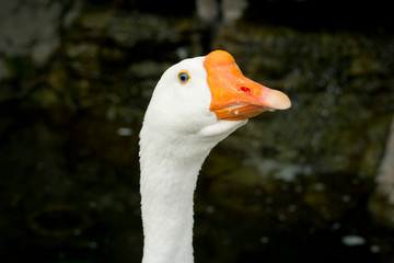 Portrait of domestic goose .