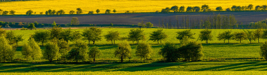 panorama of spring fields criss-crossed with fruit tree rows