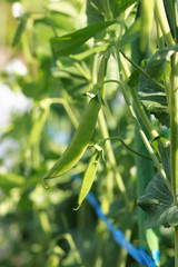 スナップエンドウの実り