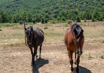 Two beautiful horses standing  in the field in summer