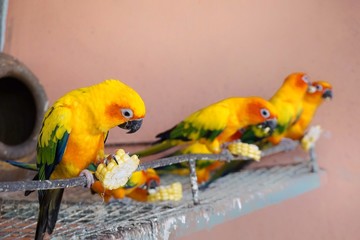 Closeup sun conures are eating corn