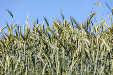 Field of unripe cereals in Provence. France