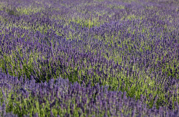  the blooming lavender flowers in Provence, near Sault, France