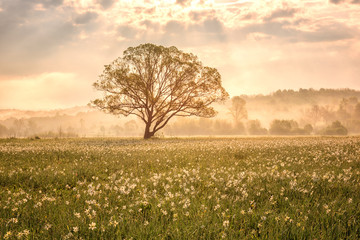 Amazing nature landscape with single tree and flowering meadow of white wild growing narcissus flowers in morning dew at sunrise. Daffodil valley, nature reserve near Khust, Transcarpathia, Ukraine © larauhryn