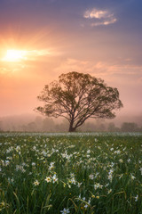 Amazing nature landscape with single tree and flowering meadow of white wild growing narcissus...