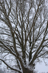 Snow covered branches of a tall tree