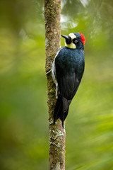 Acorn woodpecker (Melanerpes formicivorus) is a medium-sized woodpecker. Taken in Costa Rica