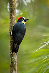 Acorn woodpecker (Melanerpes formicivorus) is a medium-sized woodpecker. Taken in Costa Rica