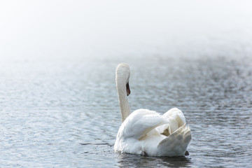 White swan swimming in the lake