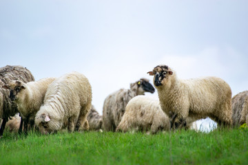Fototapeta premium Flock of Staring Sheep