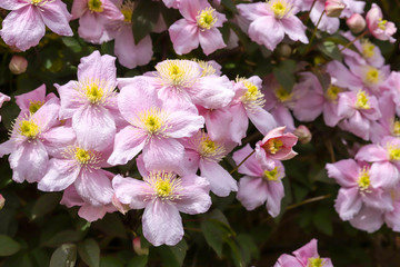 Obraz na płótnie Canvas A beautiful Clematis Montana (Pink Perfection) plant in full flower in early spring. Growing on a fence in Cardiff, South Wales, UK