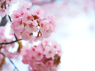 北海道の桜 エゾヤマザクラ