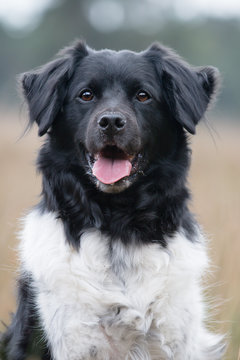 portrait of a stabyhoun