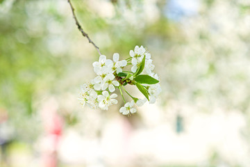 blooming cherry in spring, closeup