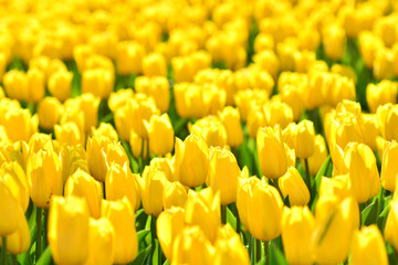 Yellow tulips close up background