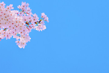 桜の開花イメージ