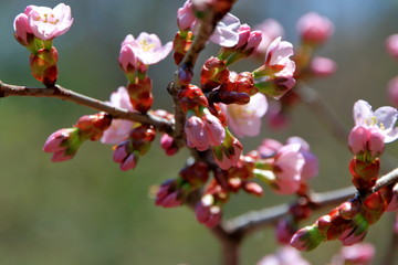 札幌の蝦夷山桜の咲いている風景