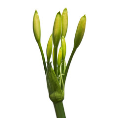Close up - Bud of white flowers, White amaryllis flowers isolated on white background, with clipping path