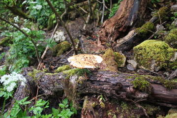 Polyporus tuberaster mushroom in the forest near Tara river