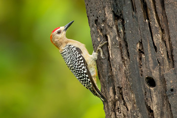 Hoffmann's woodpecker (Melanerpes hoffmannii) is a resident breeding bird from southern Honduras...