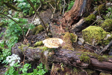Polyporus tuberaster mushroom in the forest near Tara river